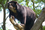 Pápaszemes medvék érkeztek a Nyíregyházi Állatparkba