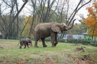 Elpusztult a Nyíregyházi Állatpark nőstény elefántja