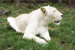 Fehér oroszlán érkezett a Nyíregyházi Állatparkba!