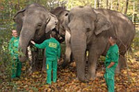 Ahogy korábban már beszámoltunk róla, az európai fajmegmentési program keretében három, a legszebb hölgykorban lévő ázsiai elefánt érkezett Spanyolországból Állatparkunkba. Ők lesznek a jövő év tavaszán átadásra kerülő nagyszabású beruházás, az Indonéz-szigetvilág dzsungeleit idéző Zöld Piramis első lakói.