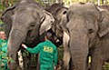 Ázsiai elefántok érkeztek a Nyíregyházi Állatparkba
