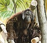 Megérkezett az orángután család a Nyíregyházi Állatparkba