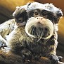 Császárbajszú tamarin ikrek(Saguinus imperator) születtek a Nyíregyházi Állatparkban. A bajszos majmocskák minden tagja részt vesz a kölykök nevelésében.