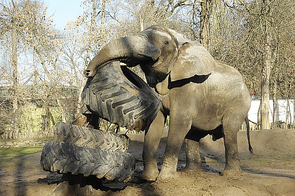600 kilogrammos játékot kapott Jack, a Sóstó Zoo közel 6 tonnás afrikai elefántbikája