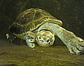 Láthatóak a világ egyik legnagyobbra növő édesvízi teknősei a Nyíregyházi Állatparkban