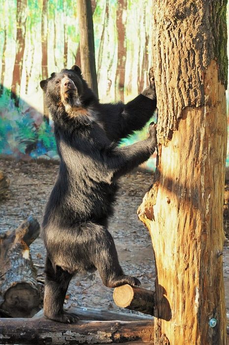 Andok kalandok Nyíregyházán--a pápaszemes medvék már betelepültek