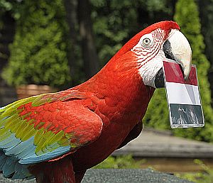 Foci EB eredményt jósol a Nyíregyházi Állatpark papagája