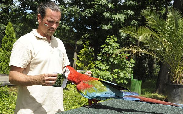 Foci EB eredményt jósolt a Nyíregyházi Állatpark papagája