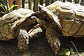 sarkantyús teknős
