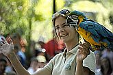 Papagáj show a Sóstó Zoo-ban