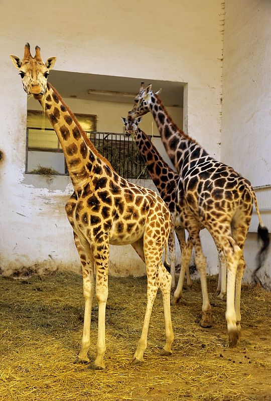 2 éves lett Kamilla a Sóstó Zoo zsiráfja