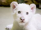 Megvan a nyíregyházi kis fehér oroszlán neve!
