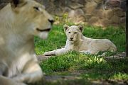 Nevet kaptak a Nyíregyházi Állatpark fehér oroszlán hármasiker kölykei