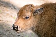 Amerikai bölény született a Nyíregyházi Állatparkban