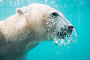 Jegesmedve nőstény érkezett a Nyíregyházi Állatparkba, a Moszkvai Állatkert ajándékaként