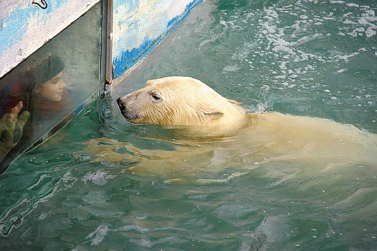 Jegesmedve nőstény érkezett a Nyíregyházi Állatparkba, a Moszkvai Állatkert ajándékaként