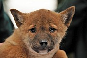 Dingó kölyök született a Nyíregyházi Állatparkban