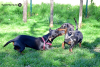 Ingyenes engedelmességi kutyaiskolát hirdettek Nyíregyházán