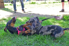 Ingyenes engedelmességi kutyaiskolát hirdettek Nyíregyházán