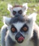 Gyűrűsfarkú makik születtek Nyíregyházi Állatpark Madagaszkár kifutójában