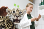 Idén is családi örömök érték a Nyíregyházi Állatpark fekete jaguár párját.