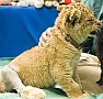 Sóstó Zoo - Puli neveli Nalát az oroszlánkölyköt